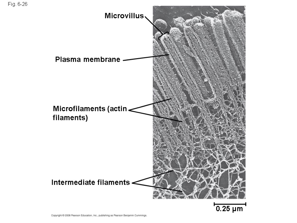Fig. 6-26 Microvillus Plasma membrane Microfilaments (actin filaments) Intermediate filaments 0.25 µm